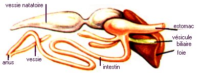 les organes internes du poisson