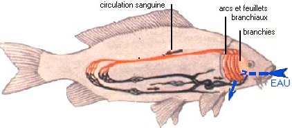 la respiration du poisson